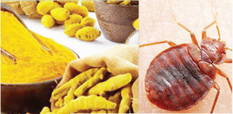Bed Bugs Home Remedies 